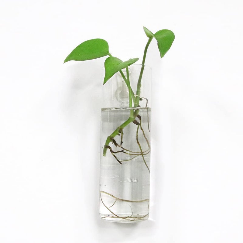 Bunhut Wall Planters for Indoor Plants Wall Hanging Terrarium Planters Glass Wall Planters for Floral Arrangement Hanging Plant Holder  Wall Vase Wall Mounted Planters (4 Glass Wall Planter) - Image 3